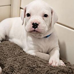 Girl 2 - White female Boxer puppy in Howey In The Hills, Florida from Bayla Belle & Blossom's Boxers