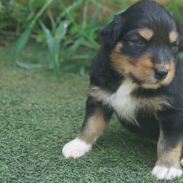 Australian Shepherd Puppies from Walnut Ridge Farms Aussies