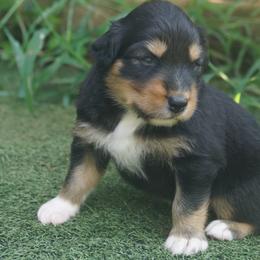 Australian Shepherd Puppies from Walnut Ridge Farms Aussies