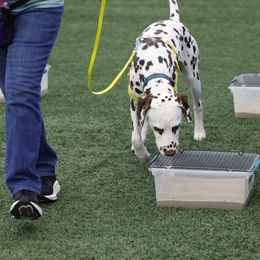 Dalmatian All Grown Up from Prestige Dalmatians