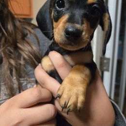 Boy 1 - Black and tan male Dachshund puppy in Buckeye, Arizona from Sweetwater Dachshunds