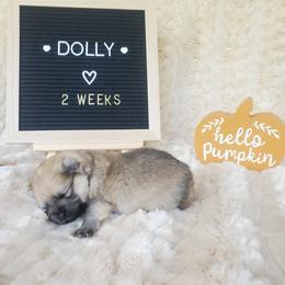 Dolly - Cream sable female Pomeranian puppy in Saint Charles, Missouri from Bisous Pomeranians & Heartland Sh