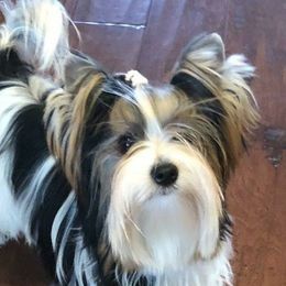 Sloan - Biewer Terrier