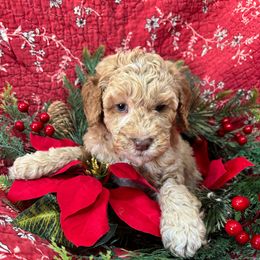 Amador - Gold male Labradoodle puppy in Somerset, California from Annie’s Animals