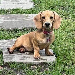 Dachshund Puppies from Camacho_Dachshunds