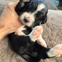 Orange - Tri-color male Bernedoodle puppy in Curtice, Ohio from The Pink Doghouse
