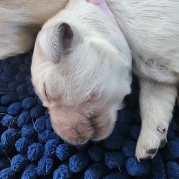 Miss Lavender - Light golden female Golden Retriever puppy in Phoenix, Maryland from Tamarind Goldens