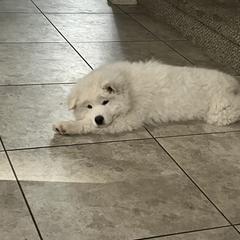 Samoyed Puppies from Virgin River Samoyeds