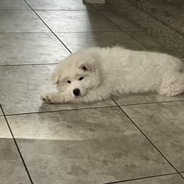 Samoyed Puppies from Virgin River Samoyeds
