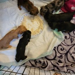 Dachshund Puppies from Hyder's Dachshunds