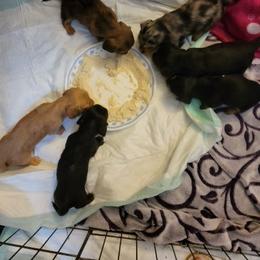 Dachshund Puppies from Hyder's Dachshunds