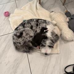 Cavapoo, Double Doodle, and Pomeranian All Grown Up from T Sanctum