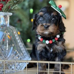 Steff- brown collar - Tri-color female Cavapoo puppy in Yuciapa, California from AlltheDoodlez_