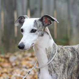 Meredith - Whippet