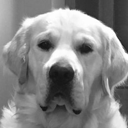 Moose - Golden Retriever