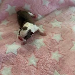 Girl 3 - Red female Boston Terrier puppy in Charleston, West Virginia from Mountain Momma Bostons