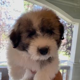 Coton de Tulear Puppies from Polar Pup Cotons