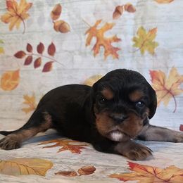 Milton - Black and tan male Cavalier King Charles Spaniel puppy in Pennsylvania from Julie's Cavalier King Charles Spaniels