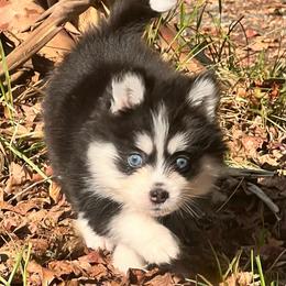 Tennessee Girl 2 - Black and white female Pomsky puppy in Monroe, Georgia from Beastly Beauties Huskies & Pomskies