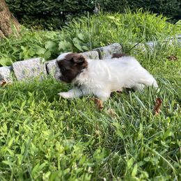 Shih Tzu Puppies from Dempsey’s Darlings