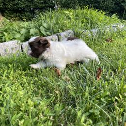 Shih Tzu Puppies from Dempsey’s Darlings