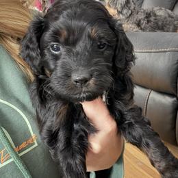 Cavapoo Puppies from House of Cavapoos
