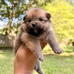 Dawn - Red sable female Pomeranian puppy in Atlanta, Georgia from Merle Paws Pomeranians
