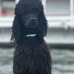 Collie, Poodle, and Shetland Sheepdog All Grown Up from Adiame Kennels