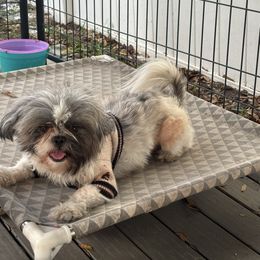 Toby - Shih Tzu