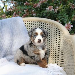 BlackBerry - Blue merle female Toy Australian Shepherd puppy in Charlestown, Indiana from Forever Aussies and A Doodle