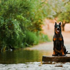 Beaucerons from Feu des Étoiles