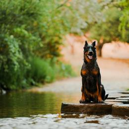 Beaucerons from Feu des Étoiles
