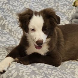 Crimson - Red & white male Toy Australian Shepherd puppy in Jacksonville, Florida from The Stanley's Little Aussies