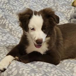 Crimson - Red & white male Toy Australian Shepherd puppy in Jacksonville, Florida from The Stanley's Little Aussies