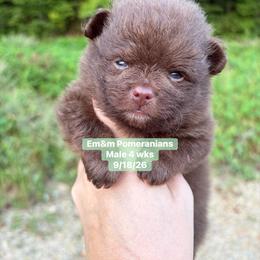Chocolate 3200 pet only - Chocolate male Pomeranian puppy in Kentucky from Em&M Pomeranians