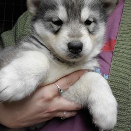 Siberian Husky Puppies from Haskins Huskies