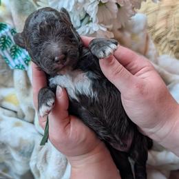 Briar - Chocolate male Goldendoodle puppy in Camden, North Carolina from Oopsie Doodles of NC