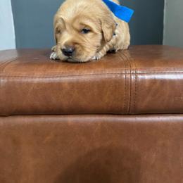 Golden Retriever Male- Blue - Golden male Golden Retriever puppy in Piedmont, South Carolina from The Farm at Saluda Ridge