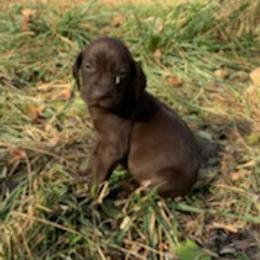 German Shorthaired Pointers from Scarlet's German Shorthaired Pointers
