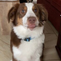 Haus - Miniature Australian Shepherd