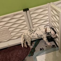 Dalmatian Puppies from Dalmatians of Rutland Ranch