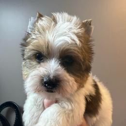 Elfee - Parti male Yorkshire Terrier puppy in Florence, Kentucky from 4paws4ever by Design (Amy's Puppy love)