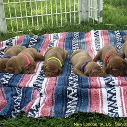 Vizsla Puppies from Circle Bar J