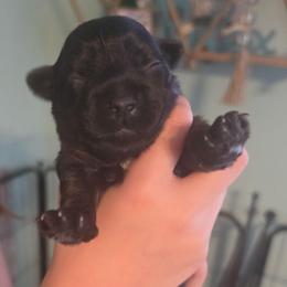 Blake - Black and gold male Yorkshire Terrier puppy in West Enfield, Maine from GRIFFEY'S SPA AND KENNEL