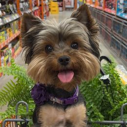 Yorkshire Terriers from Byerly's Beautiful Yorkies