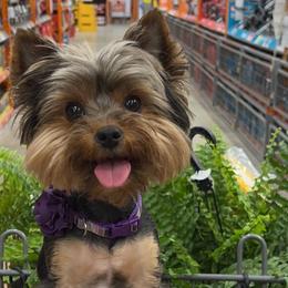 Yorkshire Terriers from Byerly's Beautiful Yorkies