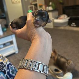 Girl 1 - Blue and gold female Yorkshire Terrier puppy in Hot Springs, Arkansas from Weslynn Kennels