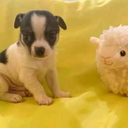Cole AKC - Black and tan male Chihuahua puppy in Seneca, Missouri from Stephanie’s Puppy Colony