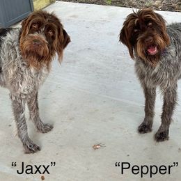 Wirehaired Pointing Griffon Puppies from Griffons Unlimited