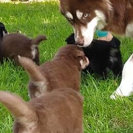 Siberian Huskies from ThunderStruck Siberians